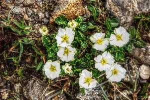 Alpine buttercups on the Pizol, Switzerland, null