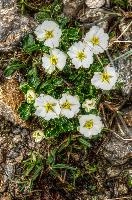 Alpine buttercups on the Pizol, Switzerland, null