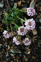 mantiuk_4099a.jpg