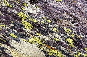 Pattern of lichens and rock surface on the Pizol, Swiss Alps, lichen, texture, pizol, stone, tough, rock, rough, mountains, adapted, alpine, hardy, alps, plant, swiss, patches. fungus, switzerland, yellow