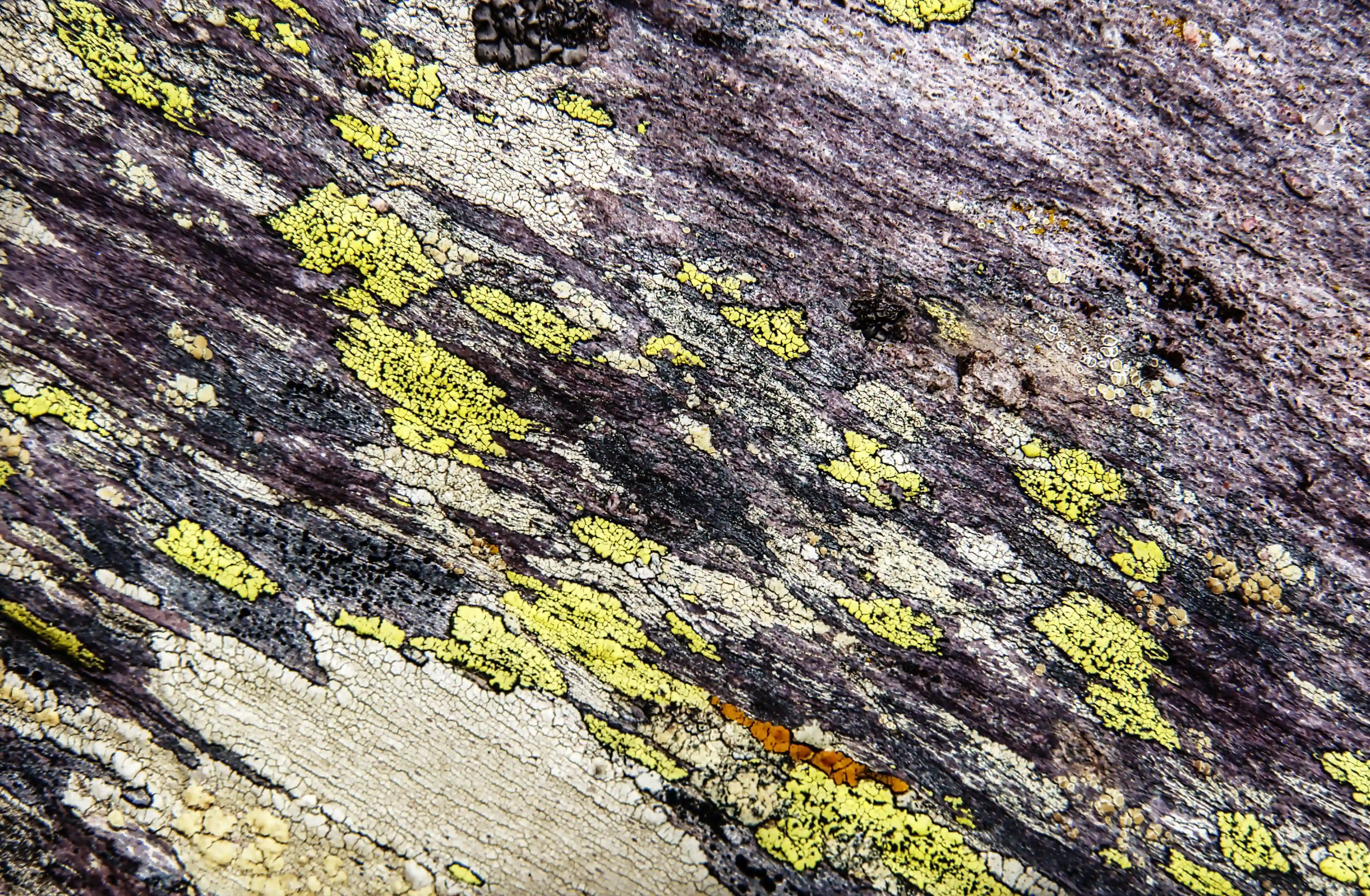 Pattern of lichens and rock surface on the Pizol, Swiss Alps, lichen, texture, pizol, stone, tough, rock, rough, mountains, adapted, alpine, hardy, alps, plant, swiss, patches. fungus, switzerland, yellow