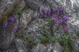 Alpine toadflax (Linaria alpina) on the Pizol, Switzerland, null