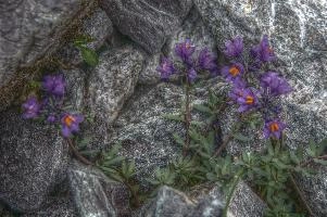 Alpine toadflax (Linaria alpina) on the Pizol, Switzerland, null