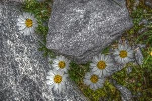 Alpine daisies (Bellis sp.) on the Pizol, Switzerland, null
