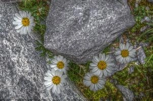 Alpine daisies (Bellis sp.) on the Pizol, Switzerland, null