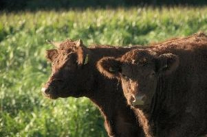 Cows of Rapperswil
Cows of Rapperswil, zuerich, cattle, swiss, angus, upland, aberdeen, rapperswil, red, zuerich, hardy, cows, pair, hairy, grazing, horns, cute, livestock, switzerland, scottish, woolly, meadow, beef