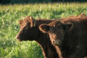 Cows of Rapperswil
Cows of Rapperswil, zuerich, cattle, swiss, angus, upland, aberdeen, rapperswil, red, zuerich, hardy, cows, pair, hairy, grazing, horns, cute, livestock, switzerland, scottish, woolly, meadow, beef