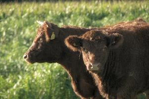 Cows of Rapperswil
Cows of Rapperswil, zuerich, cattle, swiss, angus, upland, aberdeen, rapperswil, red, zuerich, hardy, cows, pair, hairy, grazing, horns, cute, livestock, switzerland, scottish, woolly, meadow, beef