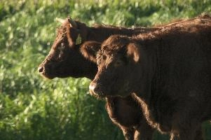 Cows of Rapperswil
Cows of Rapperswil, zuerich, cattle, swiss, angus, upland, aberdeen, rapperswil, red, zuerich, hardy, cows, pair, hairy, grazing, horns, cute, livestock, switzerland, scottish, woolly, meadow, beef