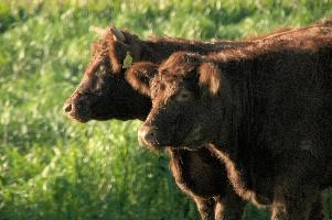 Cows of Rapperswil
Cows of Rapperswil, zuerich, cattle, swiss, angus, upland, aberdeen, rapperswil, red, zuerich, hardy, cows, pair, hairy, grazing, horns, cute, livestock, switzerland, scottish, woolly, meadow, beef