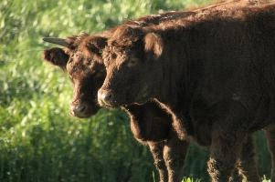 Cows of Rapperswil
Cows of Rapperswil, zuerich, cattle, swiss, angus, upland, aberdeen, rapperswil, red, zuerich, hardy, cows, pair, hairy, grazing, horns, cute, livestock, switzerland, scottish, woolly, meadow, beef