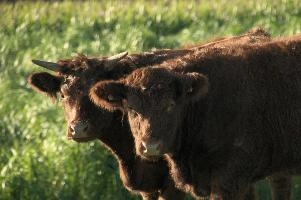 Cows of Rapperswil
Cows of Rapperswil, zuerich, cattle, swiss, angus, upland, aberdeen, rapperswil, red, zuerich, hardy, cows, pair, hairy, grazing, horns, cute, livestock, switzerland, scottish, woolly, meadow, beef