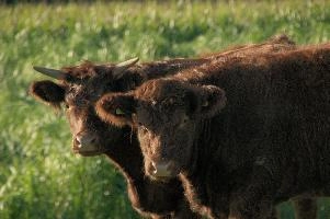 Cows of Rapperswil
Cows of Rapperswil, zuerich, cattle, swiss, angus, upland, aberdeen, rapperswil, red, zuerich, hardy, cows, pair, hairy, grazing, horns, cute, livestock, switzerland, scottish, woolly, meadow, beef