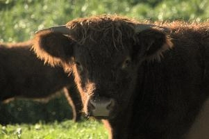 Cows of Rapperswil, zuerich, cattle, swiss, angus, upland, aberdeen, rapperswil, red, zuerich, hardy, cows, pair, hairy, grazing, horns, cute, livestock, switzerland, scottish, woolly, meadow, beef