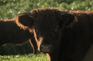 Zürich, zuerich, cattle, swiss, angus, upland, aberdeen, rapperswil, red, zuerich, hardy, cows, pair, hairy, grazing, horns, cute, livestock, switzerland, scottish, woolly, meadow, beef