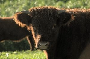 Zürich, cows, red, livestock, switzerland, hardy, angus, rapperswil, hairy, zuerich, cute, aberdeen, woolly, pair, beef, horns, cattle, swiss, upland, scottish, grazing, meadow