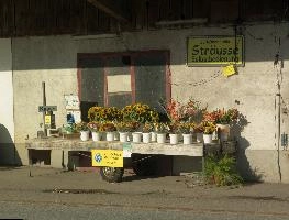 Vorsicht, Strauss, rapperswil, cart, sale, zuerich, schweiz, flowers, market