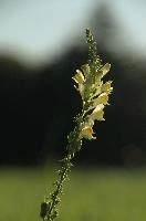 Toadflax
Toadflax, rapperswil, meadow, flower, sunshine, linaria, summer, switzerland, field, europe, vulgaris, zürich, head, yellow, toadflax, wildflower, wild
