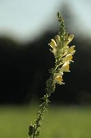 Toadflax, rapperswil, meadow, flower, sunshine, linaria, summer, switzerland, field, europe, vulgaris, zürich, head, yellow, toadflax, wildflower, wild