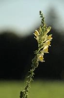 Zürich, rapperswil, meadow, flower, sunshine, linaria, summer, switzerland, field, europe, vulgaris, zürich, head, yellow, toadflax, wildflower, wild