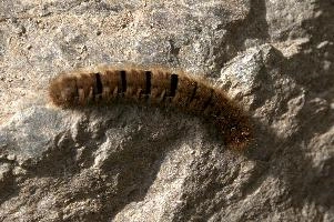Hairy moth caterpillar near Tomasee, Grisons, hairy, larva, caterpillar, lepidoptera, moth, insect, tomasee, grisons, fauna, switzerland, wildlife, europe, animal