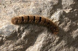 Hairy moth caterpillar near Tomasee, Grisons, hairy, larva, caterpillar, lepidoptera, moth, insect, tomasee, grisons, fauna, switzerland, wildlife, europe, animal