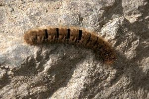 Hairy moth caterpillar near Tomasee, Grisons, hairy, larva, caterpillar, lepidoptera, moth, insect, tomasee, grisons, fauna, switzerland, wildlife, europe, animal