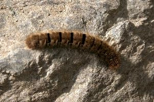 Hairy moth caterpillar near Tomasee, Grisons, hairy, larva, caterpillar, lepidoptera, moth, insect, tomasee, grisons, fauna, switzerland, wildlife, europe, animal