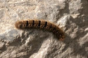 Hairy moth caterpillar near Tomasee, Grisons, hairy, larva, caterpillar, lepidoptera, moth, insect, tomasee, grisons, fauna, switzerland, wildlife, europe, animal