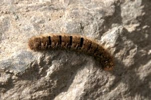 Hairy moth caterpillar near Tomasee, Grisons, hairy, larva, caterpillar, lepidoptera, moth, insect, tomasee, grisons, fauna, switzerland, wildlife, europe, animal