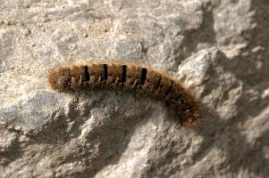 Hairy moth caterpillar near Tomasee, Grisons, hairy, larva, caterpillar, lepidoptera, moth, insect, tomasee, grisons, fauna, switzerland, wildlife, europe, animal