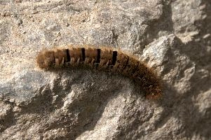 Hairy moth caterpillar near Tomasee, Grisons, hairy, larva, caterpillar, lepidoptera, moth, insect, tomasee, grisons, fauna, switzerland, wildlife, europe, animal