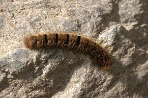 Hairy moth caterpillar near Tomasee, Grisons, hairy, larva, caterpillar, lepidoptera, moth, insect, tomasee, grisons, fauna, switzerland, wildlife, europe, animal