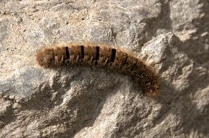 Hairy moth caterpillar near Tomasee, Grisons, hairy, larva, caterpillar, lepidoptera, moth, insect, tomasee, grisons, fauna, switzerland, wildlife, europe, animal