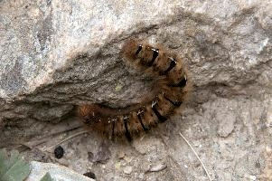 Hairy moth caterpillar near Tomasee, Grisons, hairy, larva, caterpillar, lepidoptera, moth, insect, tomasee, grisons, fauna, switzerland, wildlife, europe, animal