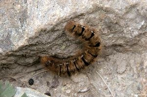 Hairy moth caterpillar near Tomasee, Grisons, hairy, larva, caterpillar, lepidoptera, moth, insect, tomasee, grisons, fauna, switzerland, wildlife, europe, animal