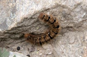 Hairy moth caterpillar near Tomasee, Grisons, hairy, larva, caterpillar, lepidoptera, moth, insect, tomasee, grisons, fauna, switzerland, wildlife, europe, animal