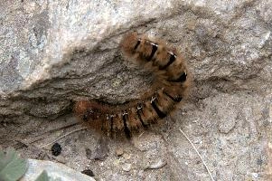 Hairy moth caterpillar near Tomasee, Grisons, hairy, larva, caterpillar, lepidoptera, moth, insect, tomasee, grisons, fauna, switzerland, wildlife, europe, animal
