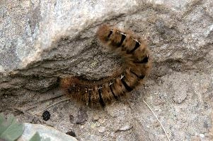 Hairy moth caterpillar near Tomasee, Grisons, hairy, larva, caterpillar, lepidoptera, moth, insect, tomasee, grisons, fauna, switzerland, wildlife, europe, animal