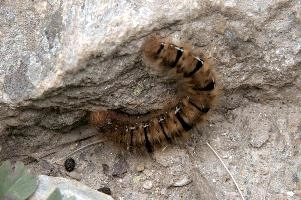 Hairy moth caterpillar near Tomasee, Grisons, hairy, larva, caterpillar, lepidoptera, moth, insect, tomasee, grisons, fauna, switzerland, wildlife, europe, animal