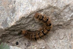 Hairy moth caterpillar near Tomasee, Grisons, hairy, larva, caterpillar, lepidoptera, moth, insect, tomasee, grisons, fauna, switzerland, wildlife, europe, animal