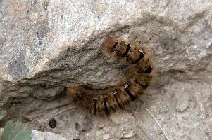 Hairy moth caterpillar near Tomasee, Grisons, hairy, larva, caterpillar, lepidoptera, moth, insect, tomasee, grisons, fauna, switzerland, wildlife, europe, animal