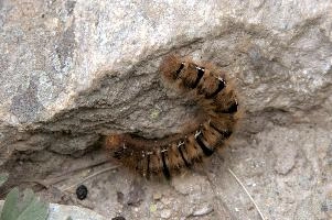 Hairy moth caterpillar near Tomasee, Grisons, hairy, larva, caterpillar, lepidoptera, moth, insect, tomasee, grisons, fauna, switzerland, wildlife, europe, animal