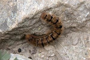 Hairy moth caterpillar near Tomasee, Grisons, hairy, larva, caterpillar, lepidoptera, moth, insect, tomasee, grisons, fauna, switzerland, wildlife, europe, animal