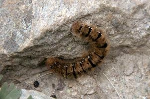 Hairy moth caterpillar near Tomasee, Grisons, hairy, larva, caterpillar, lepidoptera, moth, insect, tomasee, grisons, fauna, switzerland, wildlife, europe, animal