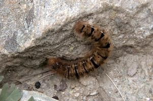 Hairy moth caterpillar near Tomasee, Grisons, hairy, larva, caterpillar, lepidoptera, moth, insect, tomasee, grisons, fauna, switzerland, wildlife, europe, animal