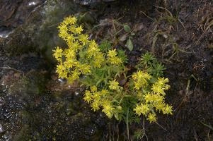 Sedum sp., europe, switzerland, graubünden, furkapass, saxifraga, aizoides, flower, yellow, mountain, saxifrage, alpine, mountains