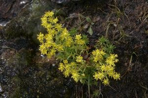 Sedum sp., europe, switzerland, graubünden, furkapass, saxifraga, aizoides, flower, yellow, mountain, saxifrage, alpine, mountains
