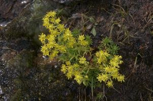 Sedum sp., europe, switzerland, graubünden, furkapass, saxifraga, aizoides, flower, yellow, mountain, saxifrage, alpine, mountains
