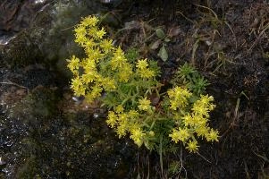 Sedum sp., europe, switzerland, graubünden, furkapass, saxifraga, aizoides, flower, yellow, mountain, saxifrage, alpine, mountains
